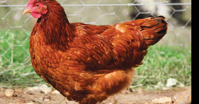 Des Poules manque à l'appel en mauricie