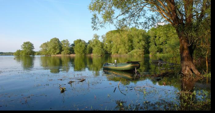 Deux jeunes alligators en liberté dans le lac de la forêt d'orient