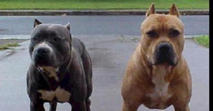 Un ado mordue part des pitbulls