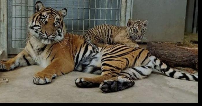 Pasai s'est enfuit du Zoo d'Amiens Métropole, le Parc de la Hotoie fermé