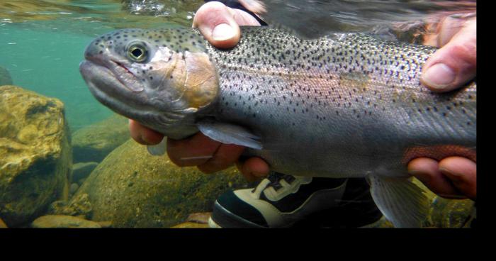 La remise à l'eau interdite dans la majorité des rivières