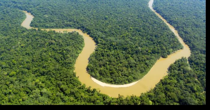 La forêt amazonienne va disparaitre d'ici deux semaines en raison des incendies qui sévissent.