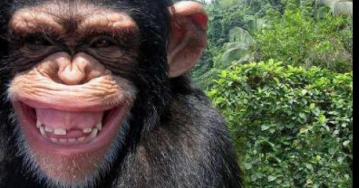 Un singe nommé Monkey.d.78 à été retrouvé dans un arbre en train de se rentré une banane dans l'anus...