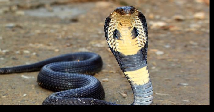 Un enfant mordue par un cobra aux alentours de Houilles