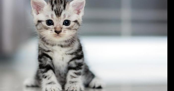 Un chat tue un couple et leurs invités