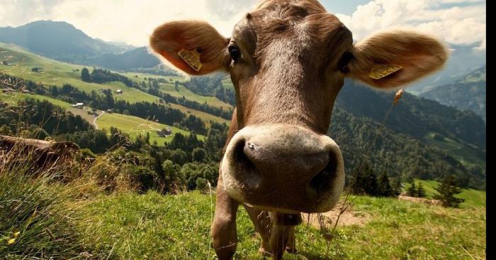 Découvre Delphine la super star du salon de l'agriculture 2017