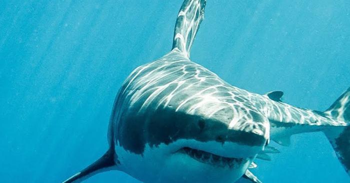 Un homme devient un grand requin blanc suite à un vaccin contre la varicelle