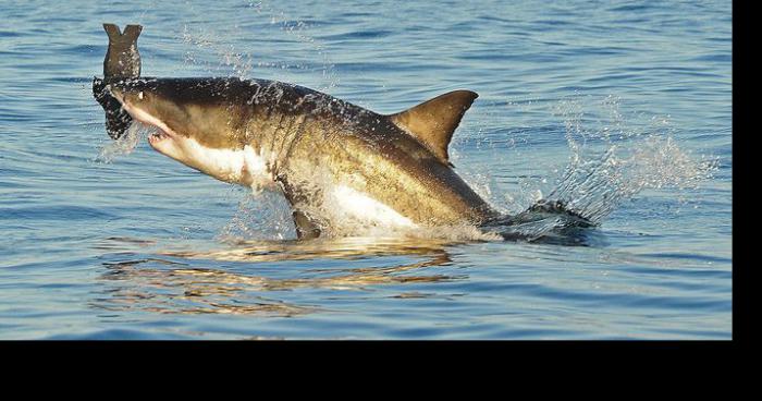 Berck | Un requin a attaqué 2 nageurs .