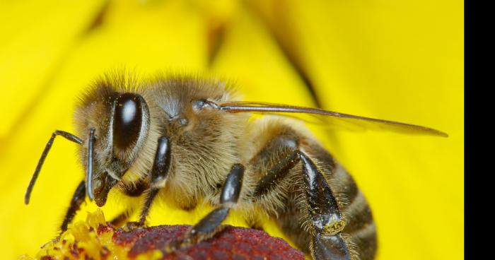 Mick et les abeilles