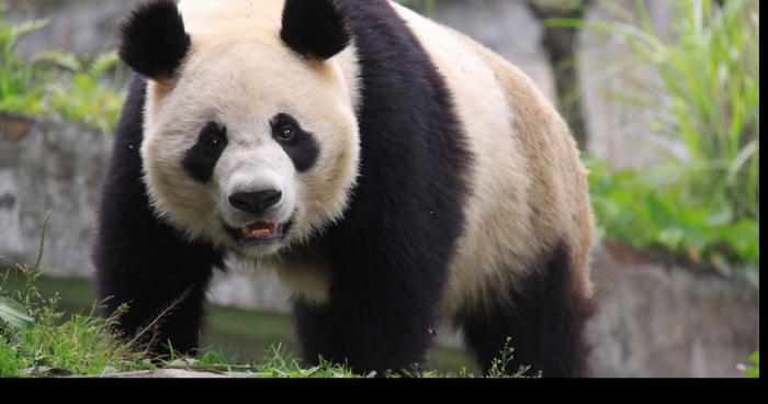 Les panda serait entrain de conquerir la chine