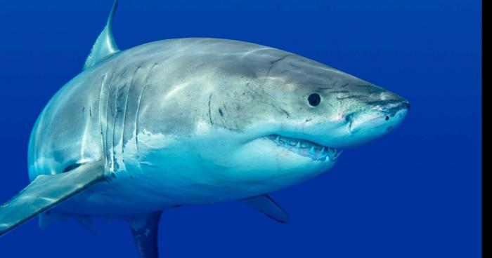 Le requin blanc Nakumi repéré à Bréhec