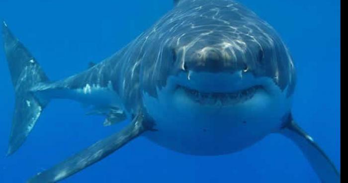 Attaque de requin a Cannes la Bocca