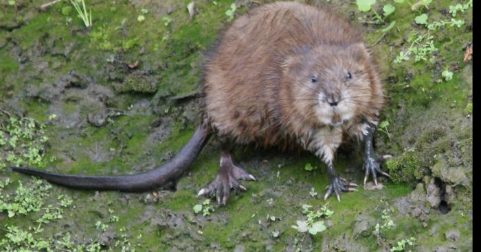 Invasion de rats musqué à Guilers près de BREST