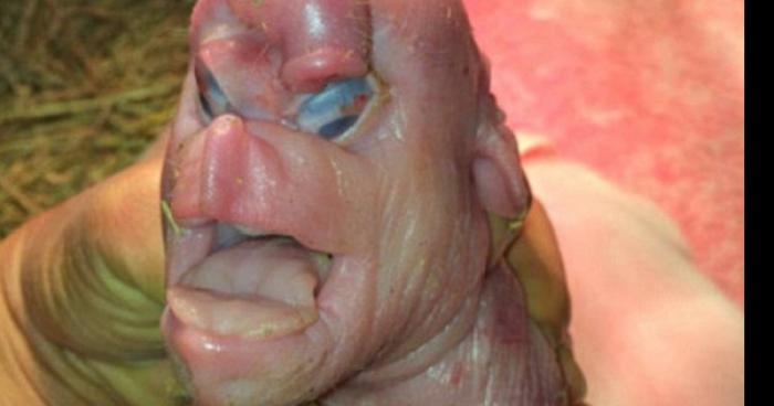 Un cochon mutant aperçu dans Méricourt