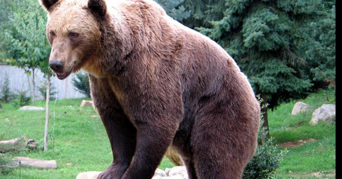 Un ours s'échappe de la réserve africaine