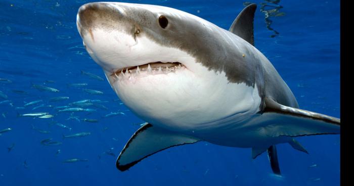 Un requin blanc aperçu au large de Saint-cyr