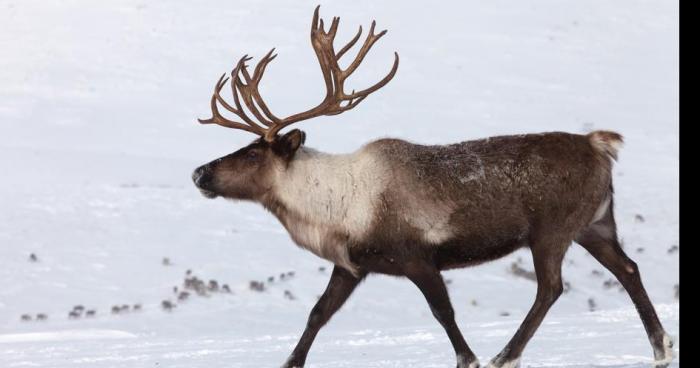 Un troupeau de caribous dans le secteur de st-félix de dalquier!