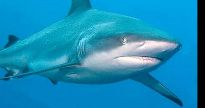 Cape Vert : Multiples attaques de requins