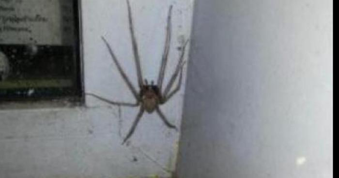 Un araignée géante a étais dans trouver dans une maison en Australie!