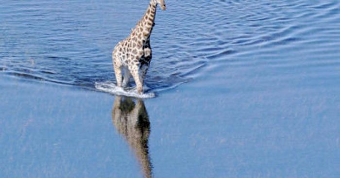 Girafe Velaux dans l'arc attention