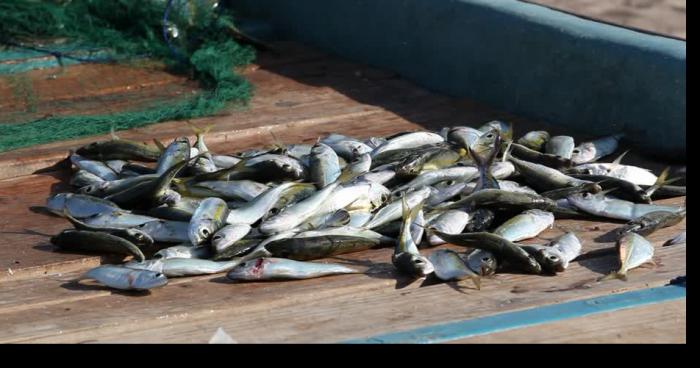 Alerte météo ! Fortes chutes de poissons prévues ce samedi !