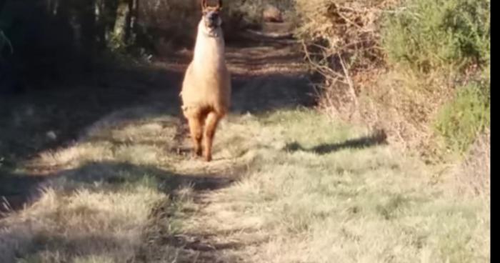 Liévin : un lama en liberté au Val de Souchez