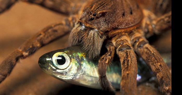 Mama elle petite l'araignée sur moi qu'elle trach