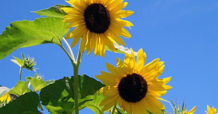 Jusqu'à 37° jeudi ! En Belgique