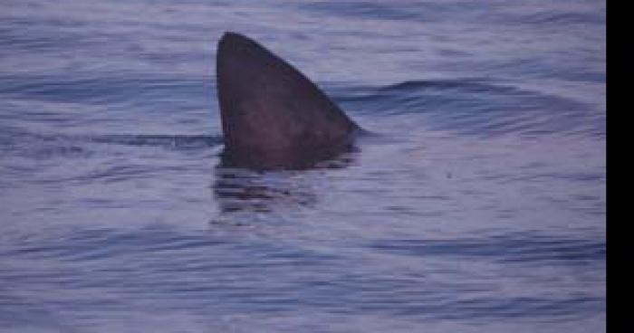 Requin a mers les bain.