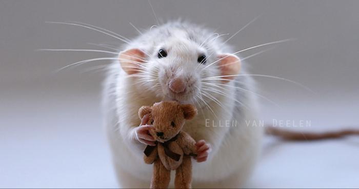 TOMBE DE MARS UN RAT AVEC UNE FORME HUMAINE