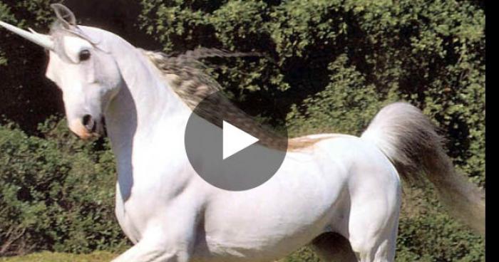 Une licorne vu a la tour eiffel