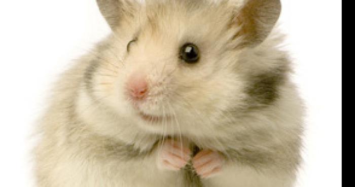 Recherche hamster