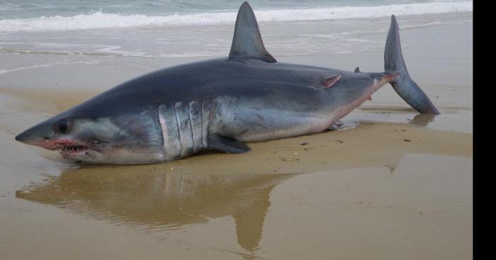 Un requin a Boulogne sur mer