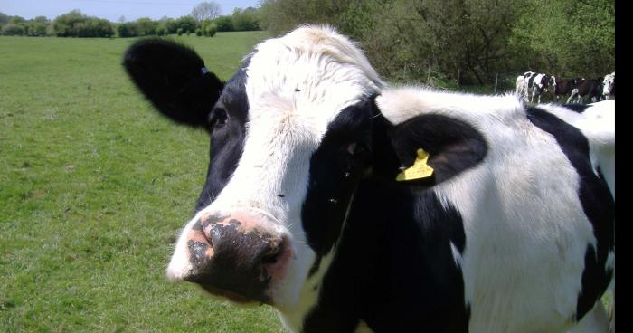 Une vache, ça brûle?