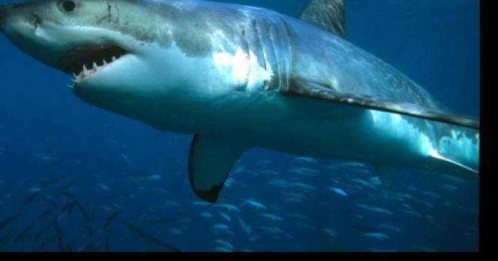 Alerte requin blanc de Nice promenade