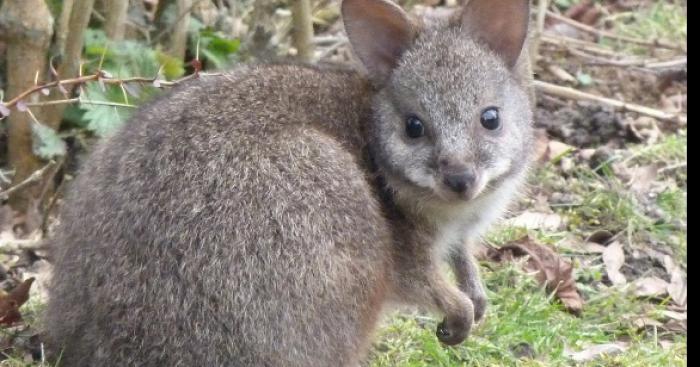 Des marsupiaux à Granville !