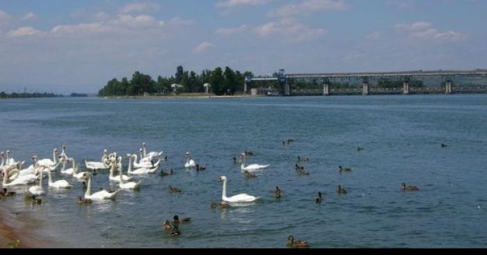 Un monstre dans le Rhin