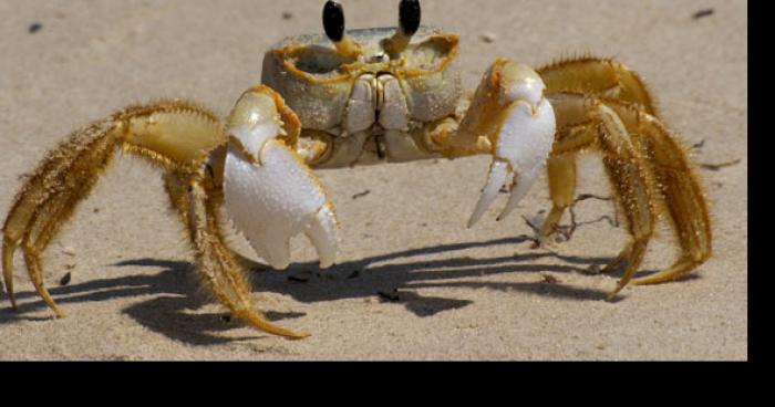 St’cyprien-Disparition des crabes