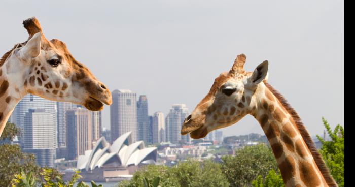 Animaux sauvage echaper du zoo