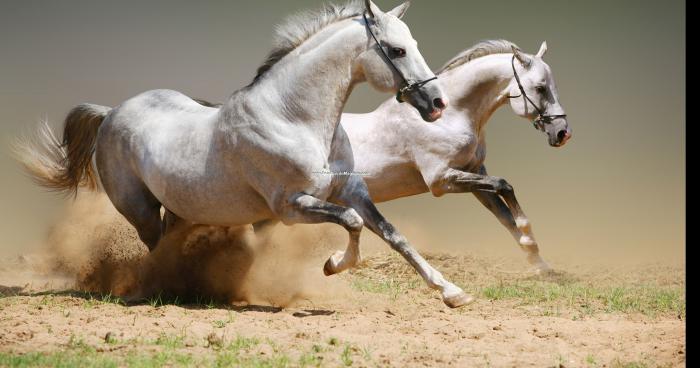 Plus de bus ou de voitures mais des chevaux