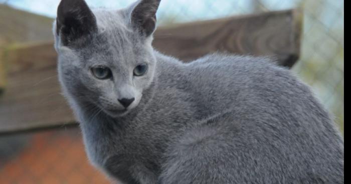 BUZZ ! UN CHAT RETROUVÉ DANS UN ARBRE 6 MOIS APRÈS