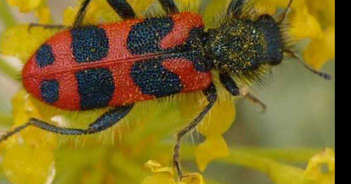 Une mystérieuse découverte au Costa Rica