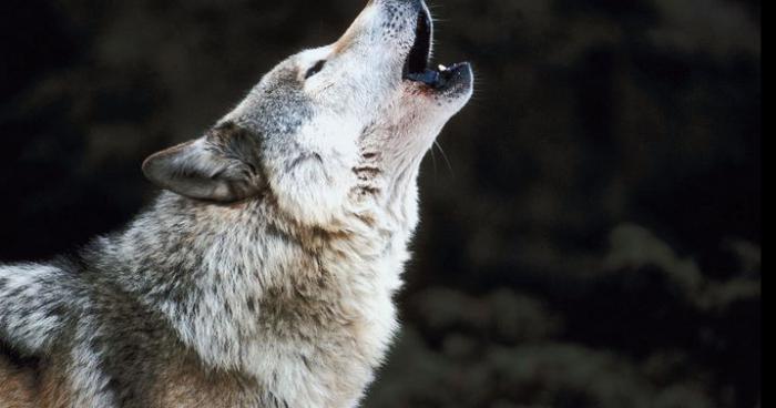 Retour du loup à Caudry