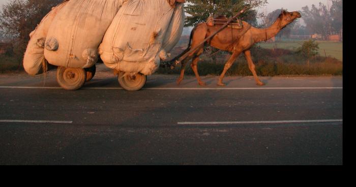 Un chameau sur l’autoroute de Mons