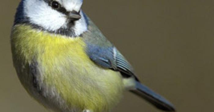 Un oiseau étrangle un mouton