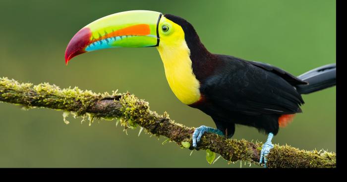 L’homme qui aimait tant les oiseaux