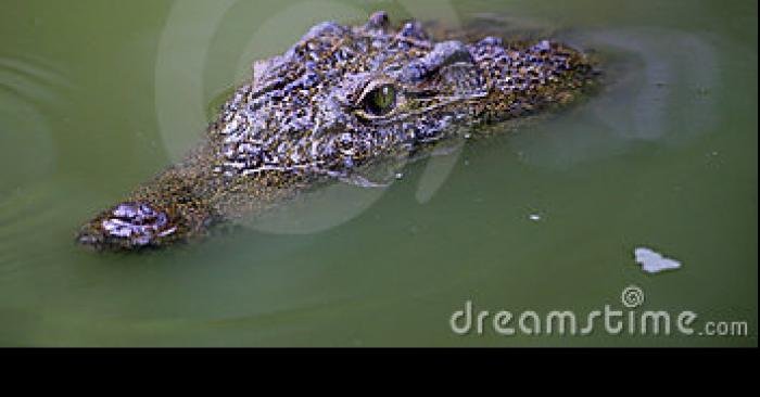 Un alligator dans le lac de miramas