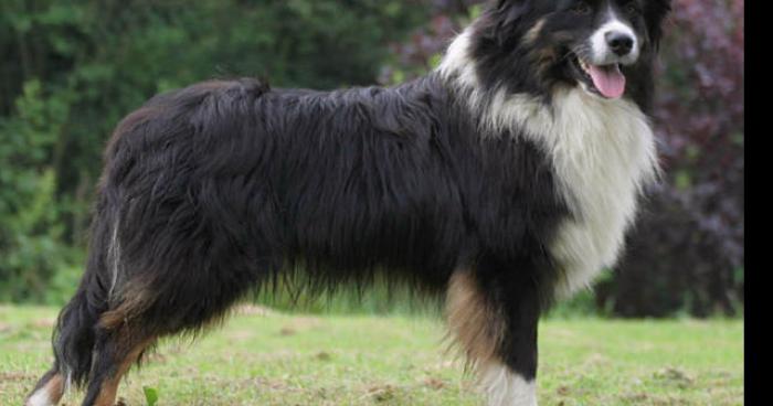 Vol des chiens des propriétaires du château du Prince Noir