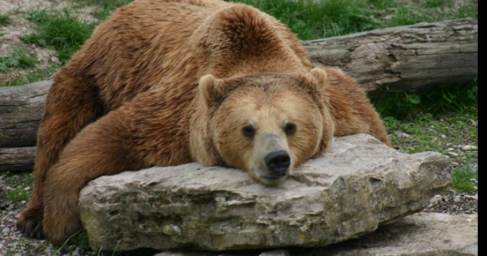 ARRESTATION DE L'OURS CAPUCINE LE BORNE!!!