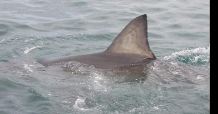 Requin bite à l'Espiguette